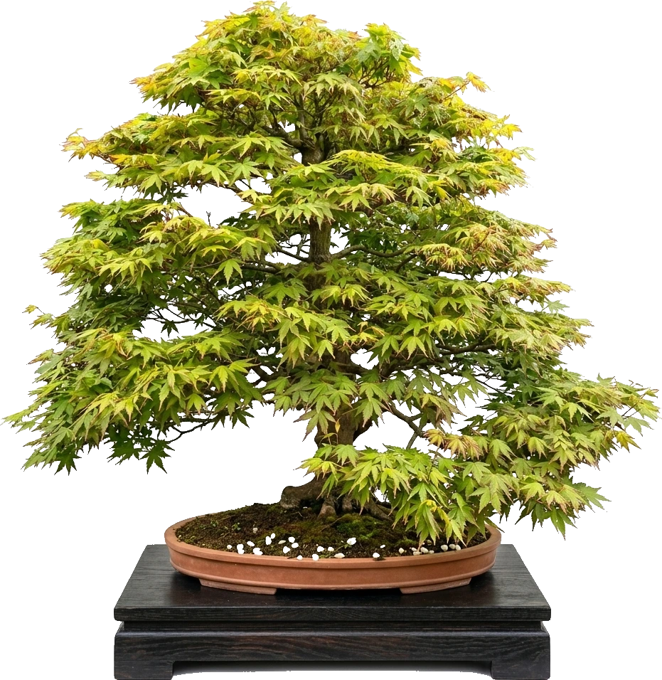 Acer Palmatum (Japanse Esdoorn)