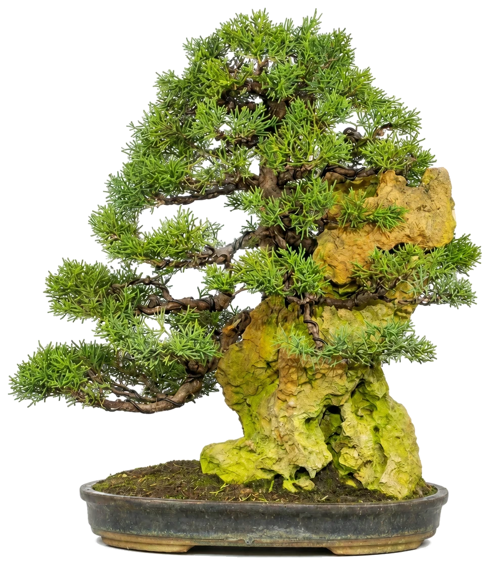 Juniperus Chinensis (Jeneverbes)