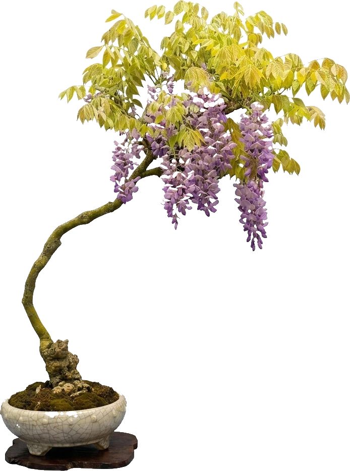 Wisteria Sinensis (Blauwe Regen)